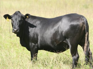 Mashona-Cattle-Society-Zimbabwe-black-cow