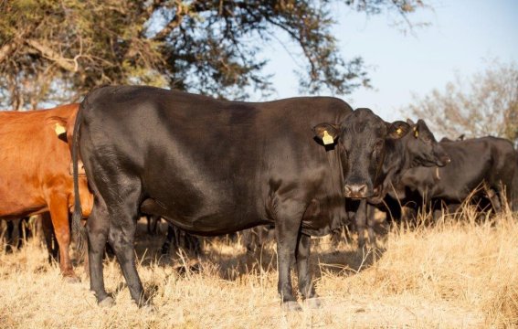 Mashona-Cattle-Society-Zimbabwe-shiny-mashona-cattle-various-shades-golden-light-scenic