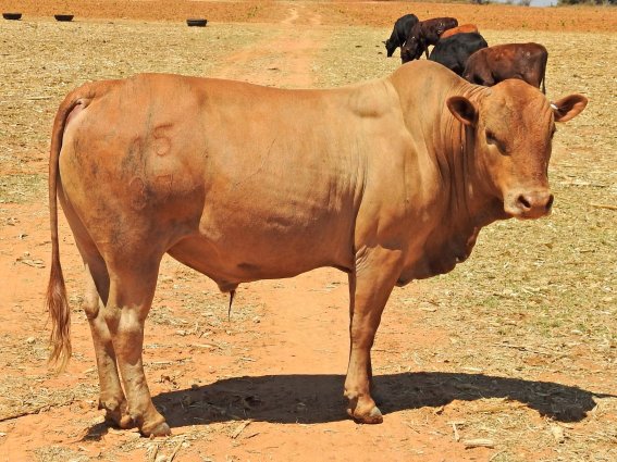 Mashona-Cattle-Society-Zimbabwe-young-male-gorgeous-red-a
